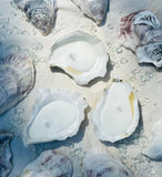 Martini Candle Co. - Scented Novelty Oyster Shell Candle Handmade Beeswax Soy : Not indiviudally packaged / Unscented