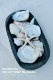 Martini Candle Co. - Scented Novelty Oyster Shell Candle Handmade Beeswax Soy : Not indiviudally packaged / Unscented